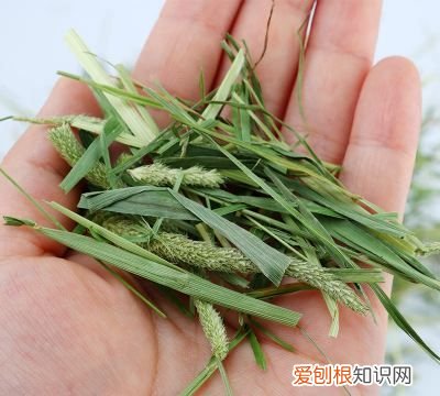 提摩西草在农村叫什么，野生提摩西草长什么样