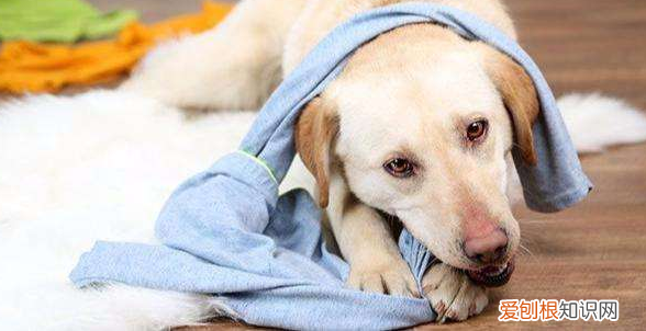 我有只萨摩耶狗狗丢失了，不知道怎么样去寻找 萨摩耶丢了千万别去找