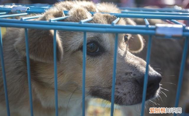 我有只萨摩耶狗狗丢失了，不知道怎么样去寻找 萨摩耶丢了千万别去找