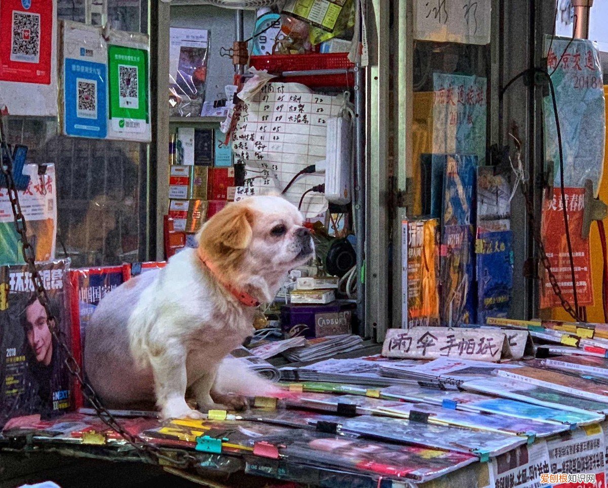 我有只萨摩耶狗狗丢失了，不知道怎么样去寻找 萨摩耶丢了千万别去找