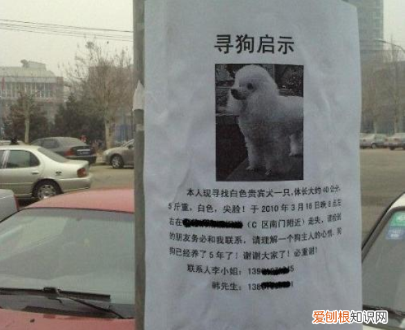 我有只萨摩耶狗狗丢失了，不知道怎么样去寻找 萨摩耶丢了千万别去找