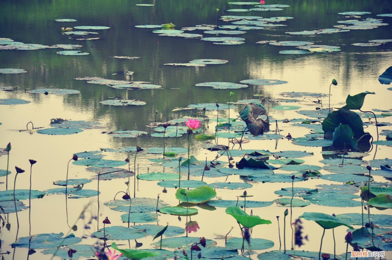 秋阴不散霜飞晚,留得残荷听雨声。\"\"诗名是啥 留得残荷听雨声