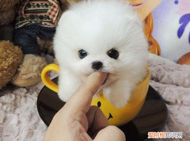 茶杯犬好养吗?大概多少钱?养茶杯犬需要注意什么 茶杯犬多少钱一只