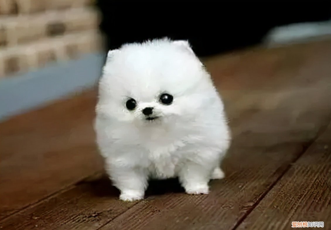 茶杯犬好养吗?大概多少钱?养茶杯犬需要注意什么 茶杯犬多少钱一只