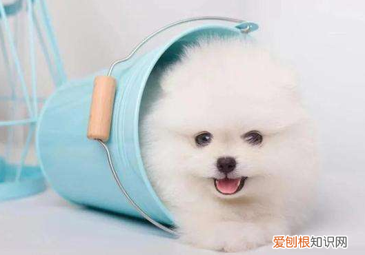 茶杯犬好养吗?大概多少钱?养茶杯犬需要注意什么 茶杯犬多少钱一只