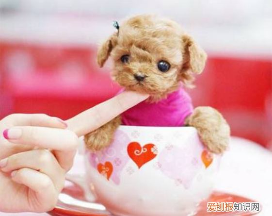茶杯犬好养吗?大概多少钱?养茶杯犬需要注意什么 茶杯犬多少钱一只