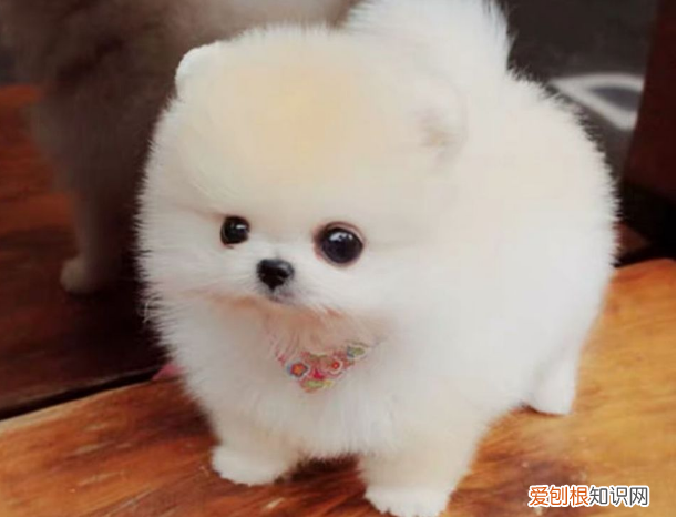 茶杯犬好养吗?大概多少钱?养茶杯犬需要注意什么 茶杯犬多少钱一只