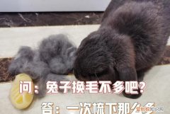 兔子换毛要多长时间 兔子多长时间换毛的