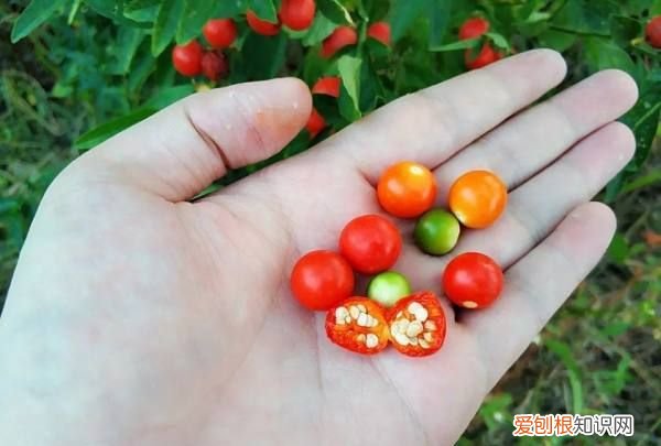 珊瑚樱可以吃，珊瑚樱盆栽可以放在卧室