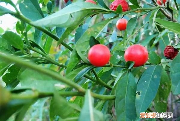 珊瑚樱可以吃，珊瑚樱盆栽可以放在卧室