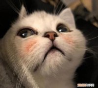 猫咪夏天不吃东西 如何解决猫咪夏天不吃东西