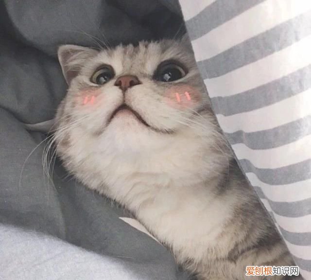 猫咪夏天不吃东西 如何解决猫咪夏天不吃东西