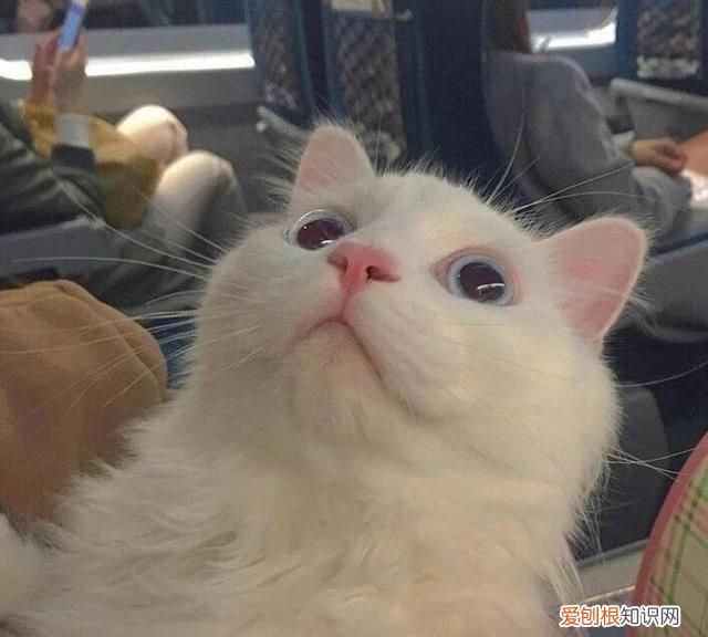 猫咪夏天不吃东西 如何解决猫咪夏天不吃东西