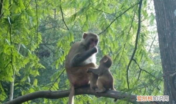 猴子的尾巴起什么作用 猴子的尾巴起哪些作用