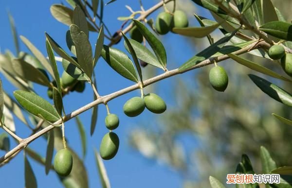 橄榄树嫁接方法腹接，橄榄树如何种植能高产 橄榄树的种植方法