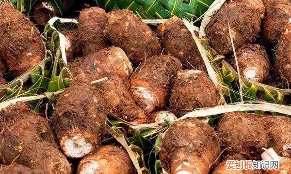 河南农历十月种什么蔬菜,寒露种植什么蔬菜 寒露种植哪些蔬菜