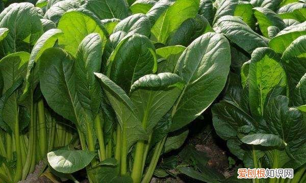 河南农历十月种什么蔬菜,寒露种植什么蔬菜 寒露种植哪些蔬菜