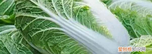 河南农历十月种什么蔬菜,寒露种植什么蔬菜 寒露种植哪些蔬菜