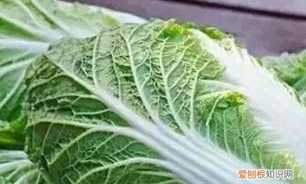 河南农历十月种什么蔬菜,寒露种植什么蔬菜 寒露种植哪些蔬菜