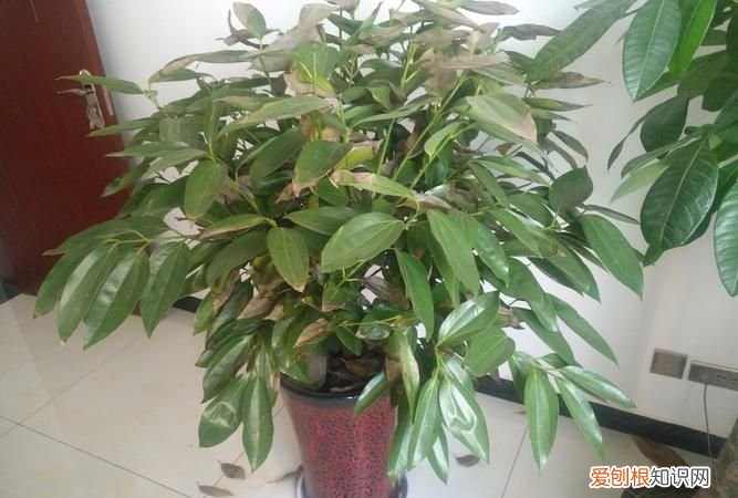 富贵子叶子耷拉怎么办 富贵子叶子耷拉怎么解决