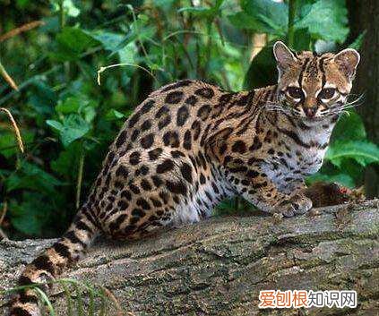 全球十大名贵猫排名榜