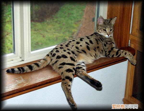 全球十大名贵猫排名榜