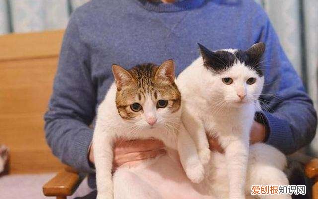 全球十大名贵猫排名榜