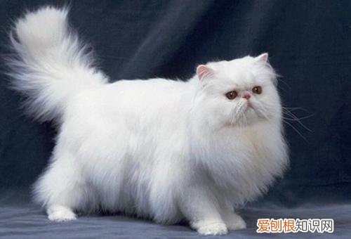 全球十大名贵猫排名榜