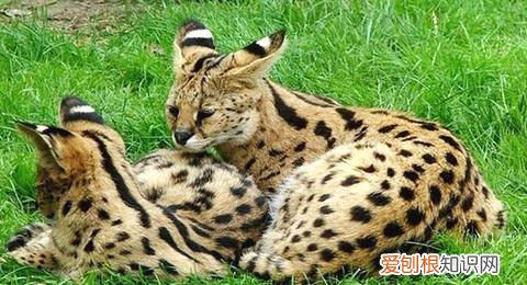 全球十大名贵猫排名榜