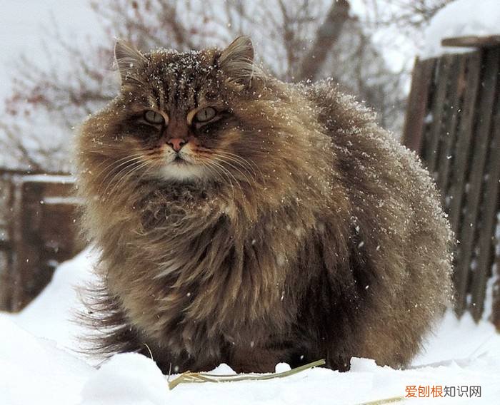 全球十大名贵猫排名榜