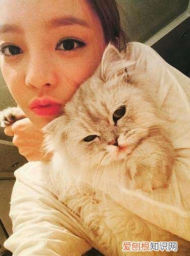 全球十大名贵猫排名榜