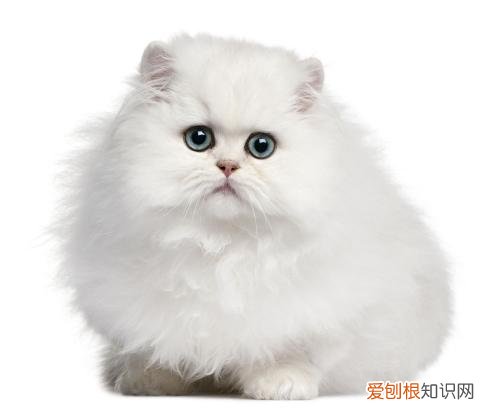 全球十大名贵猫排名榜