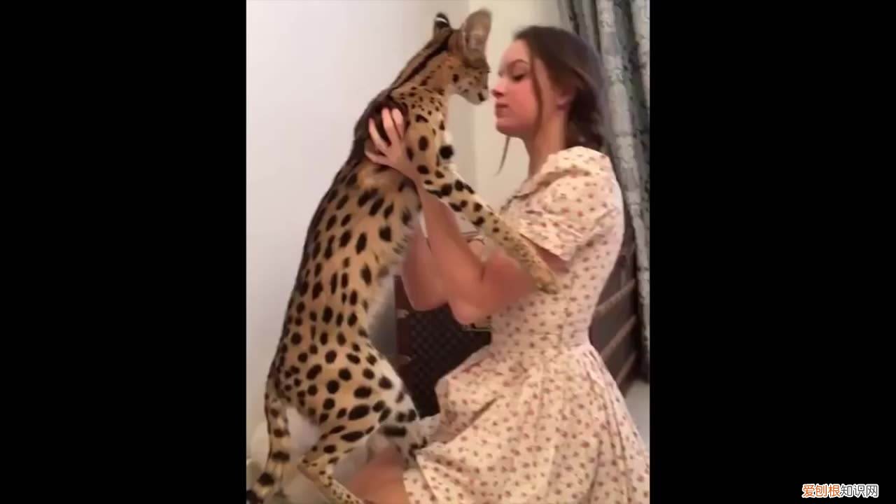 全球十大名贵猫排名榜