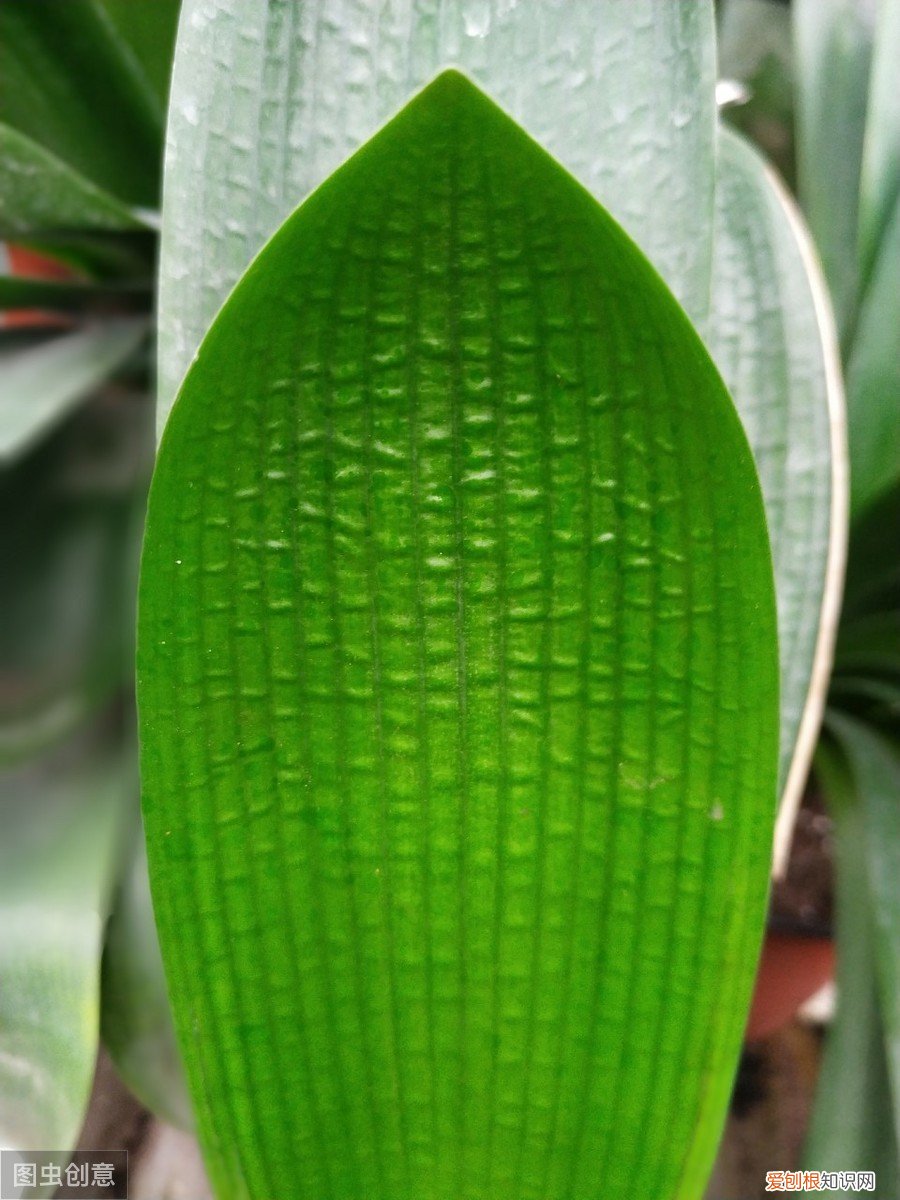 君子兰可以浇啤酒吗，君子兰浇啤酒的好处与坏处 君子兰浇啤酒的好处