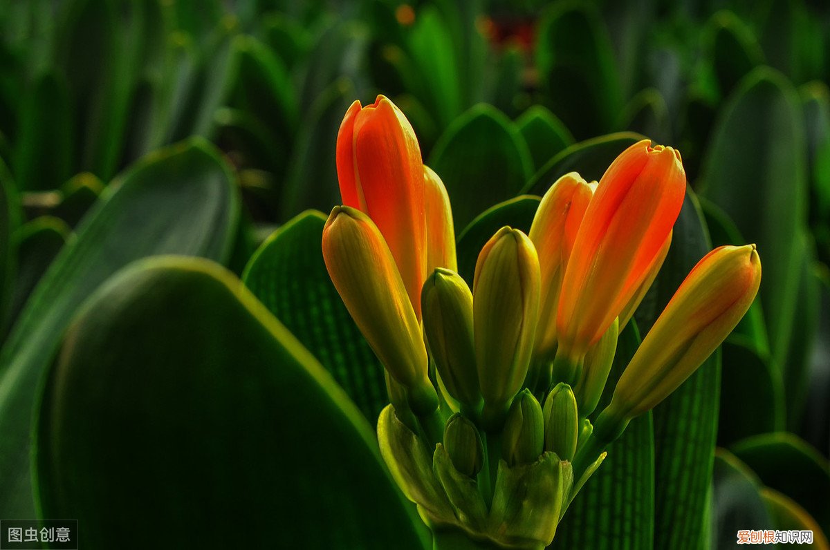 君子兰可以浇啤酒吗，君子兰浇啤酒的好处与坏处 君子兰浇啤酒的好处