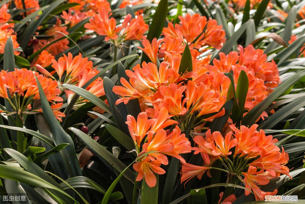 君子兰可以浇啤酒吗，君子兰浇啤酒的好处与坏处 君子兰浇啤酒的好处