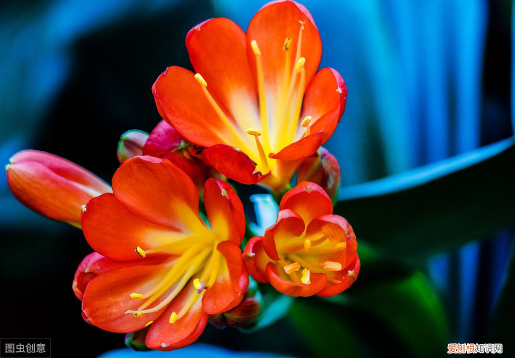 君子兰可以浇啤酒吗，君子兰浇啤酒的好处与坏处 君子兰浇啤酒的好处