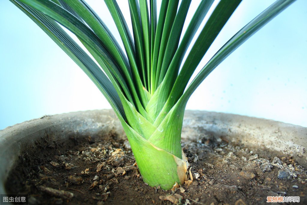 君子兰可以浇啤酒吗，君子兰浇啤酒的好处与坏处 君子兰浇啤酒的好处