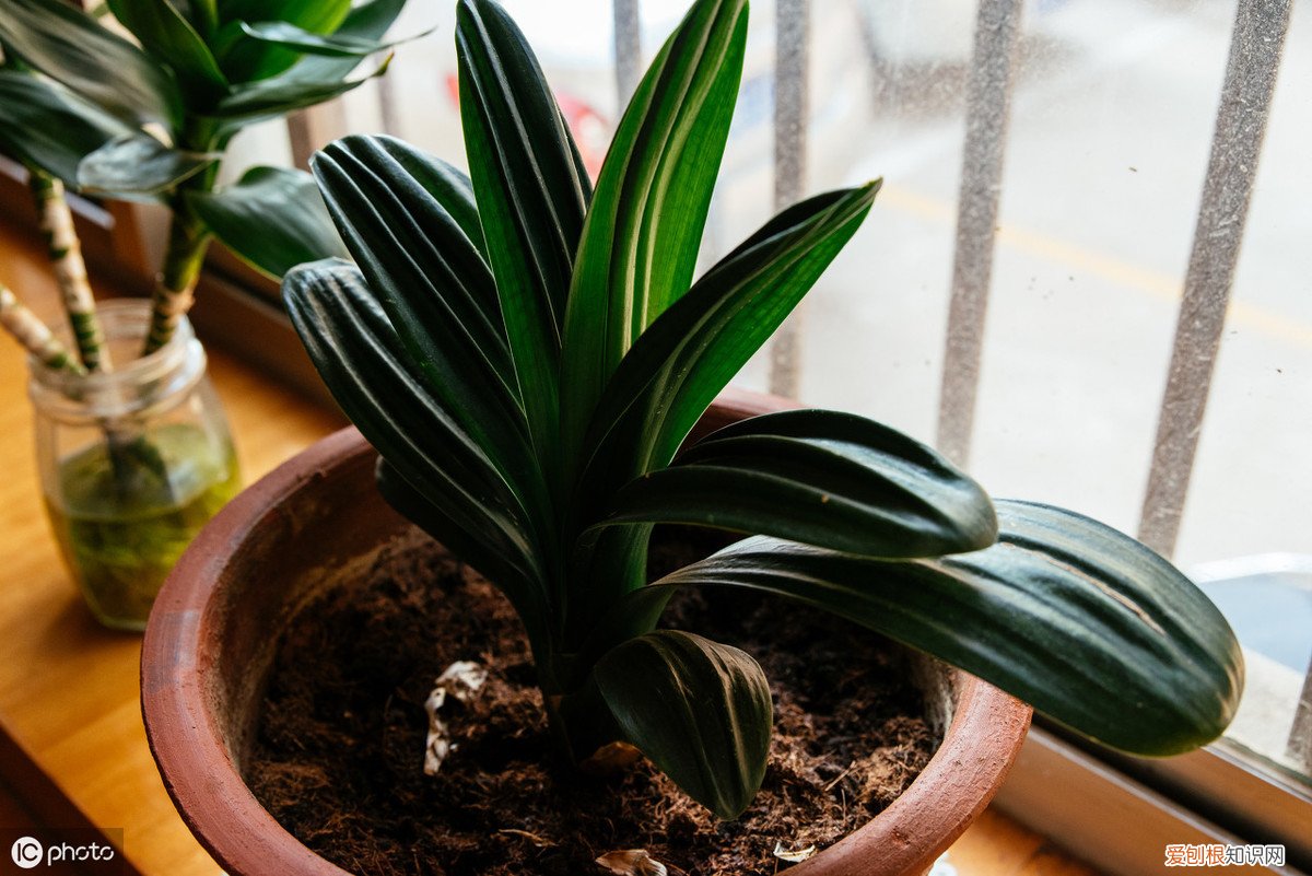 君子兰可以浇啤酒吗，君子兰浇啤酒的好处与坏处 君子兰浇啤酒的好处