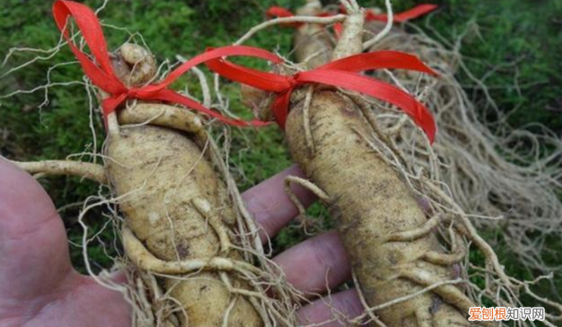 老人常说千年人参会“跑”,为什么会跑?这是怎么回事 人参会跑吗
