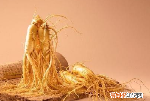 老人常说千年人参会“跑”,为什么会跑?这是怎么回事 人参会跑吗