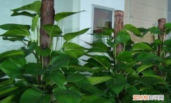 绿萝柱怎么做好看,绿萝桩的简便制作方法