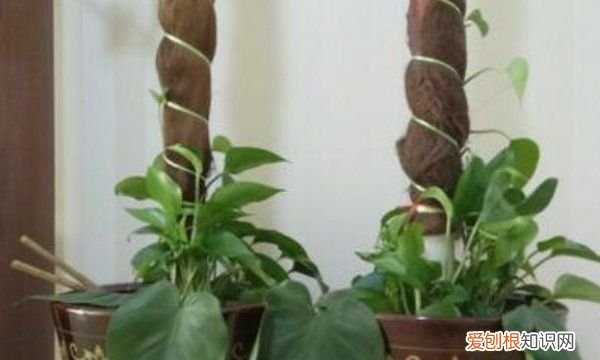 绿萝柱怎么做好看,绿萝桩的简便制作方法
