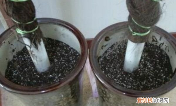 绿萝柱怎么做好看,绿萝桩的简便制作方法