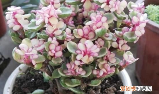 种植金枝玉叶需要什么样子的花盆 种植金枝玉叶选用花盆介绍