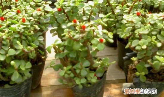 种植金枝玉叶需要什么样子的花盆 种植金枝玉叶选用花盆介绍