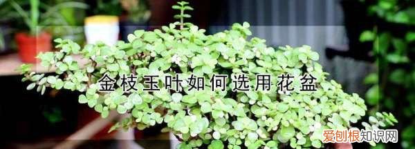 种植金枝玉叶需要什么样子的花盆 种植金枝玉叶选用花盆介绍