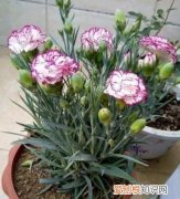 如何让无根水养康乃馨快速开花 让无根的水养康乃馨快速开花的方法