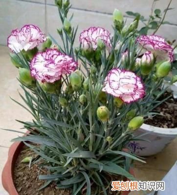如何让无根水养康乃馨快速开花 让无根的水养康乃馨快速开花的方法