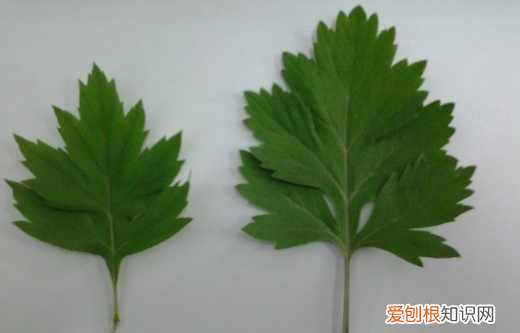 大艾草和小艾草的区别是什么 大艾草和小艾草有哪些不同